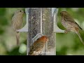 Birds Sounds - Birds Singing, Beautiful Bird Scenes for Relaxation, Sleep, Study