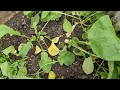 Everyone's radishes are radishes & my radishes are sutras | Hobbyist Gardening UK 2024 | Harvesting