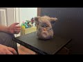 Furby (2005) Production Test Mode Guide