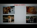 Dogs vs cats. Which do you like better?