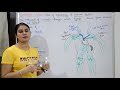 Lymphatic System in Hindi | Lymph | Lymph Nodes | Lymph Vessels | Anatomy & Physiology