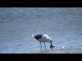 Great Black-backed Gull Picking at a Mussel