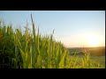 corn farm crops at sunset cinematic