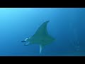 SPEARFISHING AND SCUBA DIVING KAILUA-KONA HAWAII EP7 FT MANTA RAYS