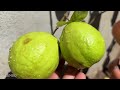 Special idea: grafting guava tree in apple using milk with duck eggs for faster fruiting