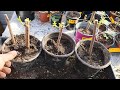 Rooting Elderberry Cuttings in Soil vs Sand