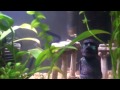 Moose Vlog: Aquarium p2