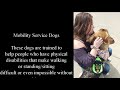 Different Types of Service Dogs