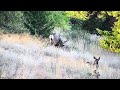 2014 Archery Mulie Before Video