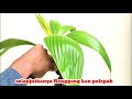 COCONUT BONSAI TREATMENT / FILLING Slices and #Pandu Trans PC Pruning