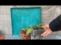 Give each pot of orchids 1 thin slice! Suddenly, each armpit shot out a flower branch