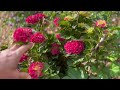 How to Prune Perennials to Bloom Longer and Look Beautiful
