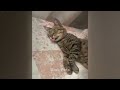 😻 So Funny! Funniest Cats and Dogs 😆🐱 Funny Cats Videos 🐶😅