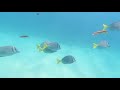 Santa Maria Beach | BEST snorkeling in Cabo San Lucas | Sea turtles