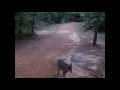 Trail Camera Deer