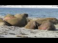 Walruses on Amsterdamøya, Spitsbergen