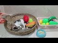 CLASSIC Dog and Cat Videos😹🐕1 HOURS of FUNNY Clips😍