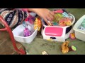 My Little Pony Pool Party Part 1