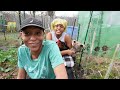 Urban Homesteading | Chicken Banter | Planting Onions & Pulling Broccoli | O The Weeds (Fam & Me)