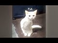 🐱 TRY NOT TO LAUGH 🤣🤣 Best Funniest Catss Video 2024 🤣😻