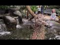 Ducks become very aggressive when they’re not given their personal space! - (4K 60FPS)