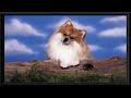 Pomeranian | Vintage Photos |  Framed Photos  | 4K Vintage Photography