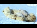 Adorably Cute Polar Bear Cubs Go Sledging!