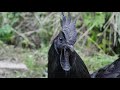 From Ayam Cemani Chick to Adult Rooster | Timelapse Chicken Transformation