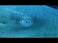 Creepy Shark Eyes Close Up, You won't believe what this shark doing, wait till the end