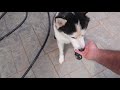 Huskies Trying Dog Shoes for the First Time! (Funny Dogs)