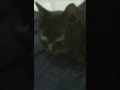 #pusang nang gagamot Ng Tao at subrang galing pang mang hilot #viral ang isang pusang itim SA Cebu