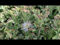 Barrilla o Ficoide glacial (Mesembryanthemum crystallinum). Lanzarote. May24