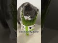 Cat Grass -How to plant cat grass seeds