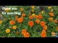 How to Grow Marigold from Seed to Flower - in Borders and in Containers