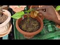 How to take care of the pepper plant in the greenhouse | No improvement | No growth | No flowers