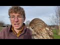 Tawny Owl #SpeciesSnapshot | Fens Falconry