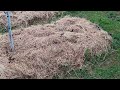 Tour of the garden under the hay at the end of April