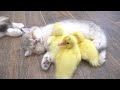 The kittens' reaction to meeting ducklings for the first time is too cute