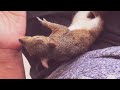 Honey the squirrel being sweet