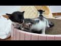 Hugs and affection given to kittens show the mother cat's happiness😻13th day after birth.