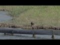 カルガモの親子ヒナ9羽20240619米子水鳥公園P6196524