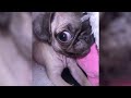 Funny Dogs And Cats Videos 2024 😅 - Best Funniest Animal Videos Of The week Part 25