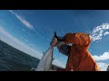 False Albacore flyfishing in Narragansett