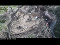 Bald Canyon Eaglet Rescue🦅Not All Heroes Wear Capes, But Some Carry Ladders🪜2024-05-02