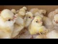 Hatching, Fulfill Chick & Egg Orders, Deworming Chickens to Enhance Health and Productivity, Seeding