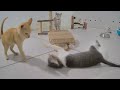 Epic Cat Antics That Will Brighten Your Day 😻 Funny Cats Videos 2024 😻