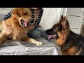 Golden Retriever and German Shepherd Puppy Become Best Friends From Day One