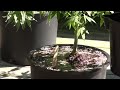 Pot On The Patio (taking cuttings for mothers and breeding)