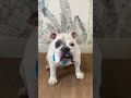 Cute and Funny English Bulldogs doing funny things #3