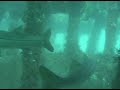Big Snook Underwater Dive Video